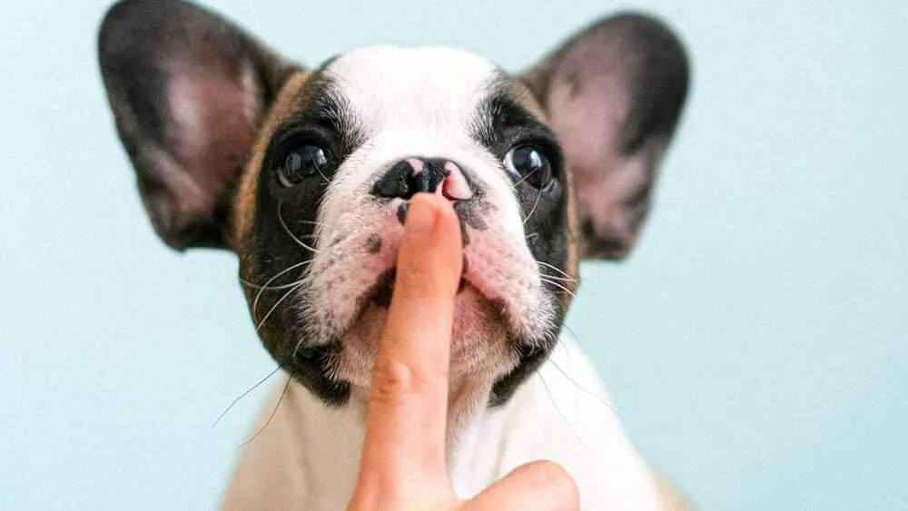 A lei do silêncio vale para os animais?