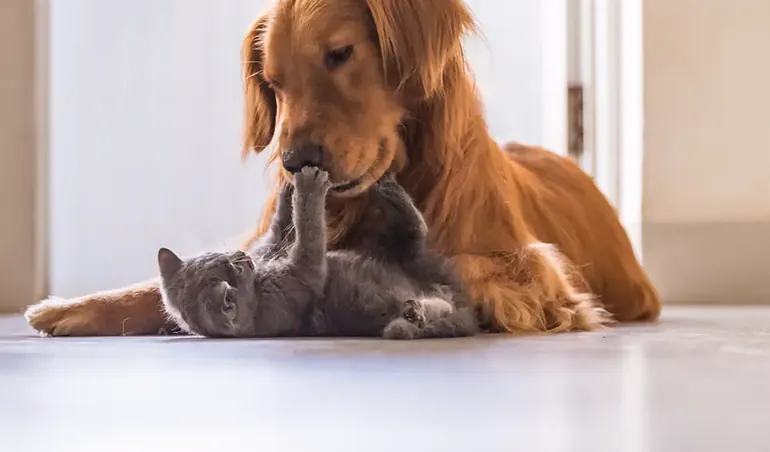 Direitos e deveres de quem tem pet no apartamento